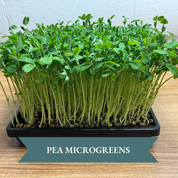 Microgreen Grow Kit