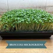 Microgreen Grow Kit
